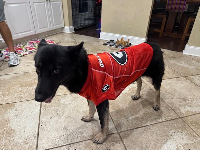 Enlarge Luna, a Adoptable German Shepherd Dog in Roswell, GA image 3/4