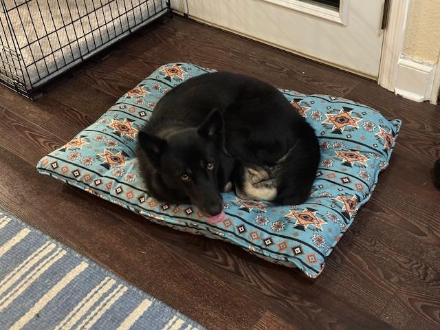 Enlarge Luna, a Adoptable German Shepherd Dog in Roswell, GA image 4/4