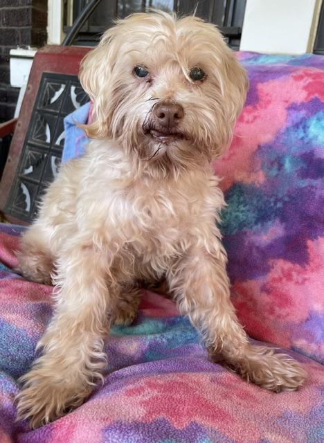 Enlarge Colby, a Adoptable Maltese in Memphis, TN image 1/4