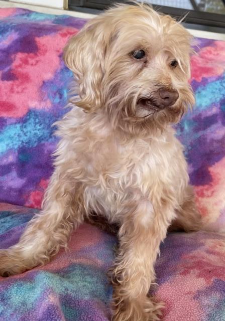 Enlarge Colby, a Adoptable Maltese in Memphis, TN image 4/4