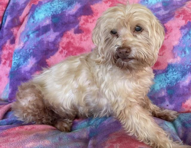 Enlarge Colby, a Adoptable Maltese in Memphis, TN image 2/4