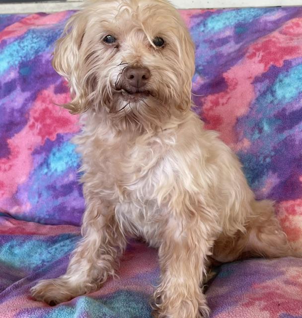 Enlarge Colby, a Adoptable Maltese in Memphis, TN image 3/4