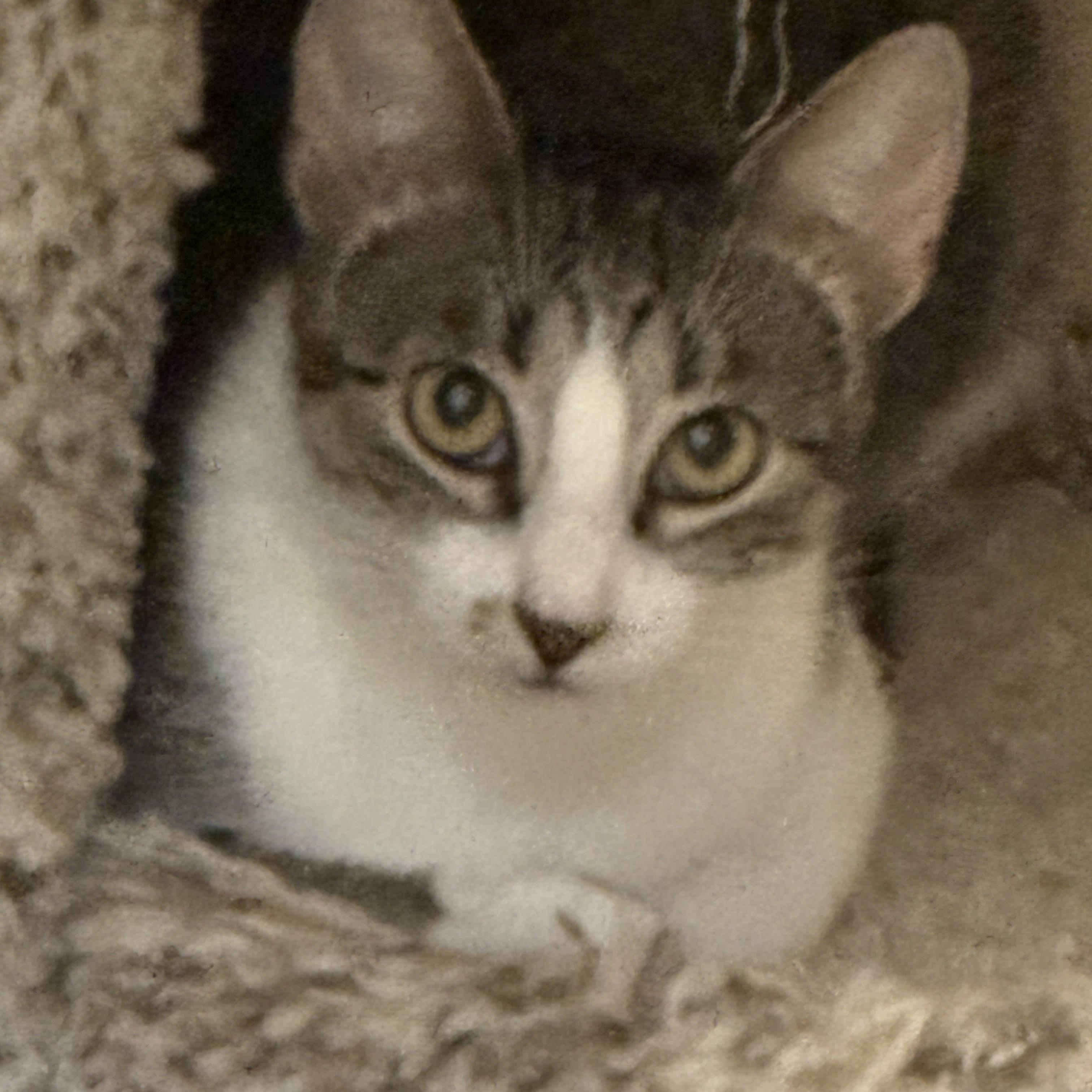 Eliza, Adoptable, Kitten Female Domestic Short Hair.
