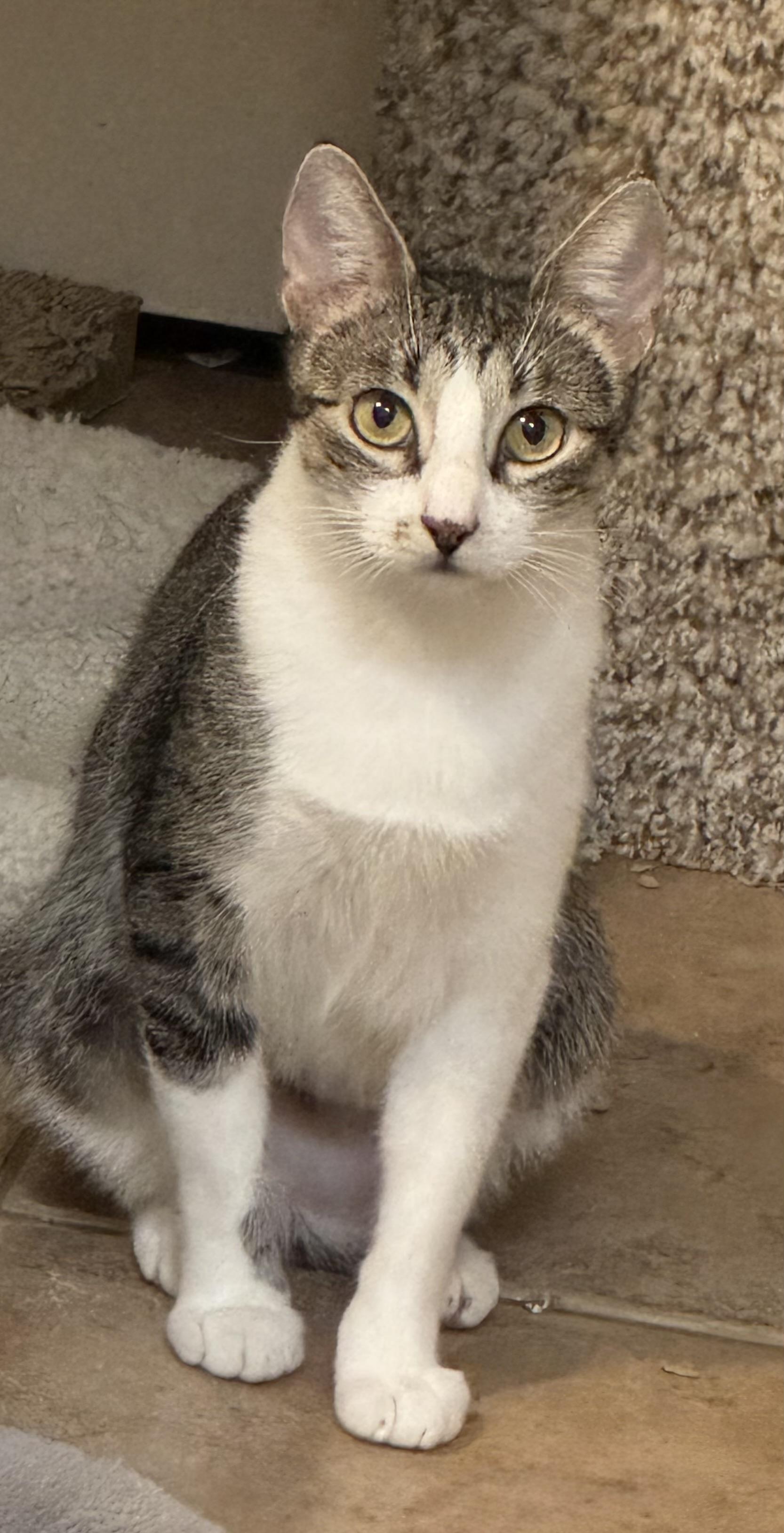 Enlarge Eliza, a Adoptable mixed breed in Schertz, TX image 2/2