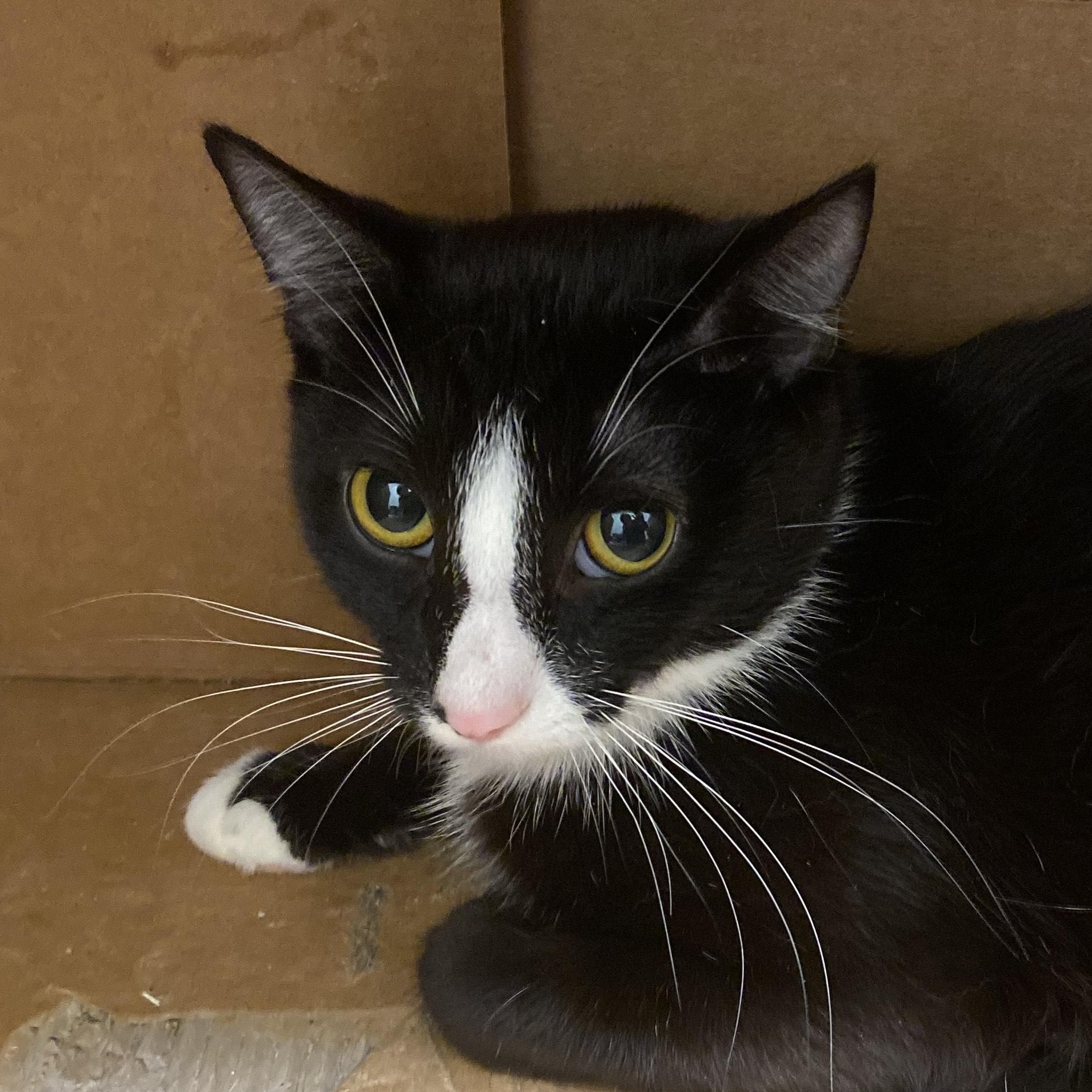 Enlarge Prancer, a Adoptable Domestic Short Hair in Kankakee, IL image 1/1