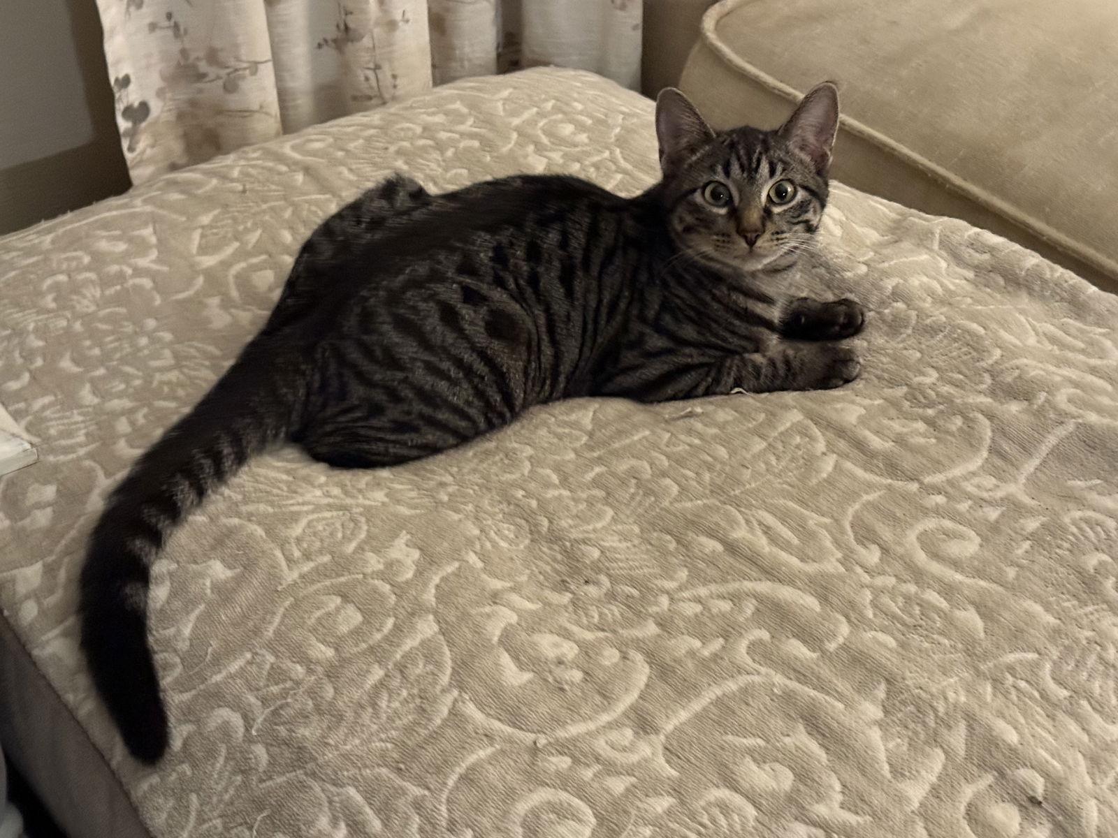 Enlarge Buck, a Adoptable Tabby in Fenton, MO image 1/3