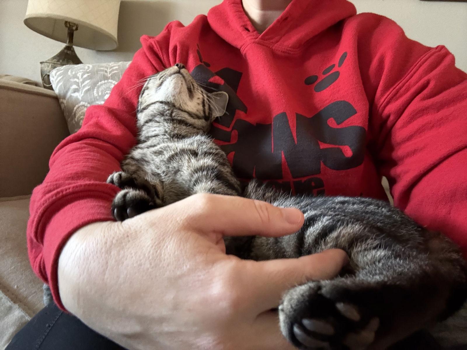 Enlarge Buck, a Adoptable Tabby in Fenton, MO image 2/3