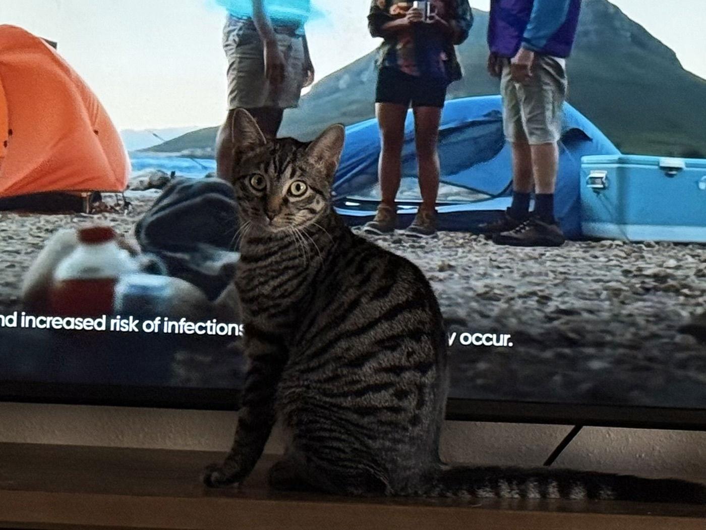 Enlarge Buck, a Adoptable Tabby in Fenton, MO image 3/3