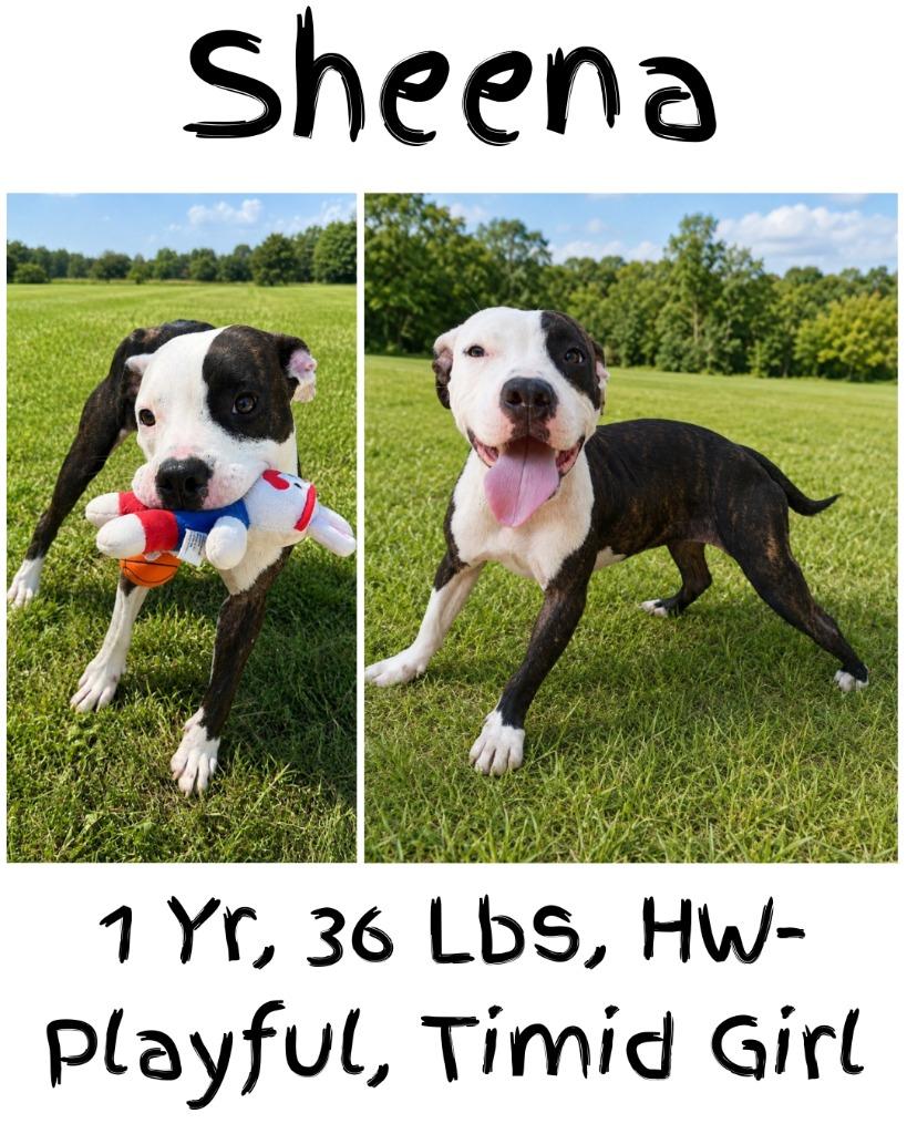 Enlarge Sheena, a Adoptable mixed breed in Albany, GA image 4/6