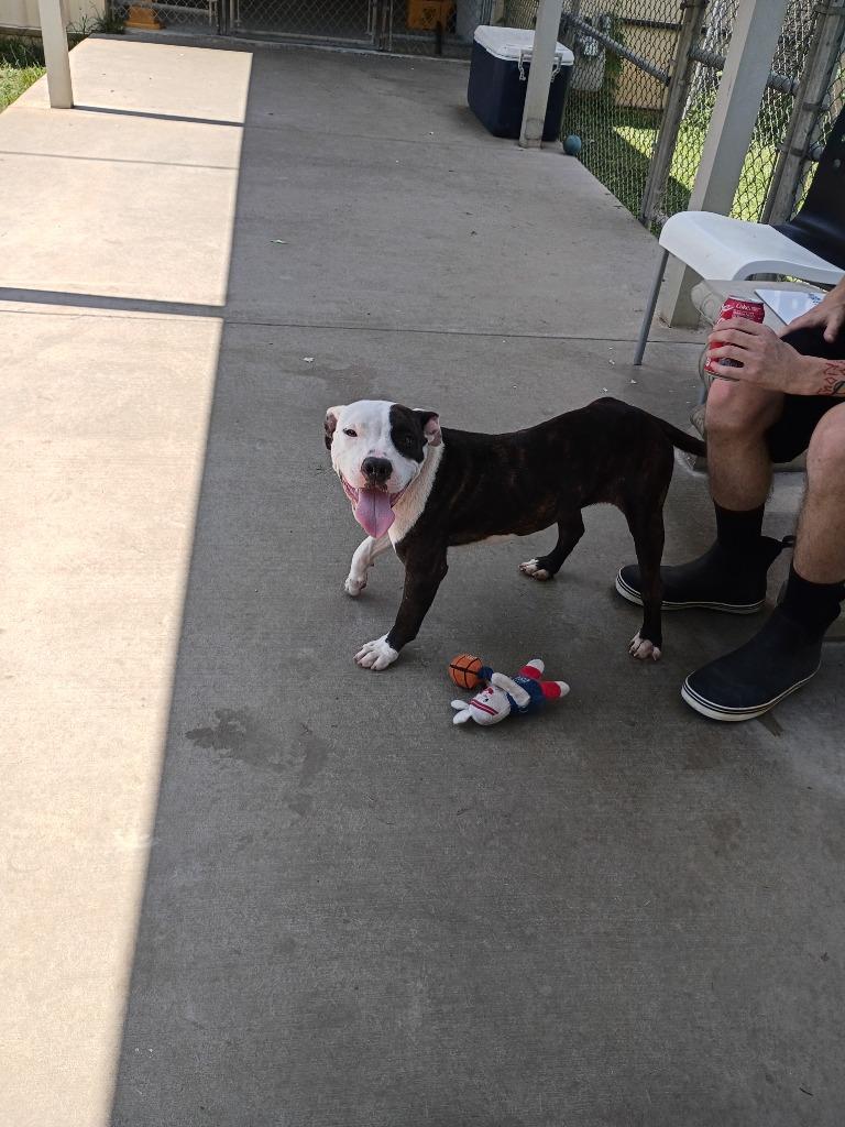 Enlarge Sheena, a Adoptable mixed breed in Albany, GA image 5/6