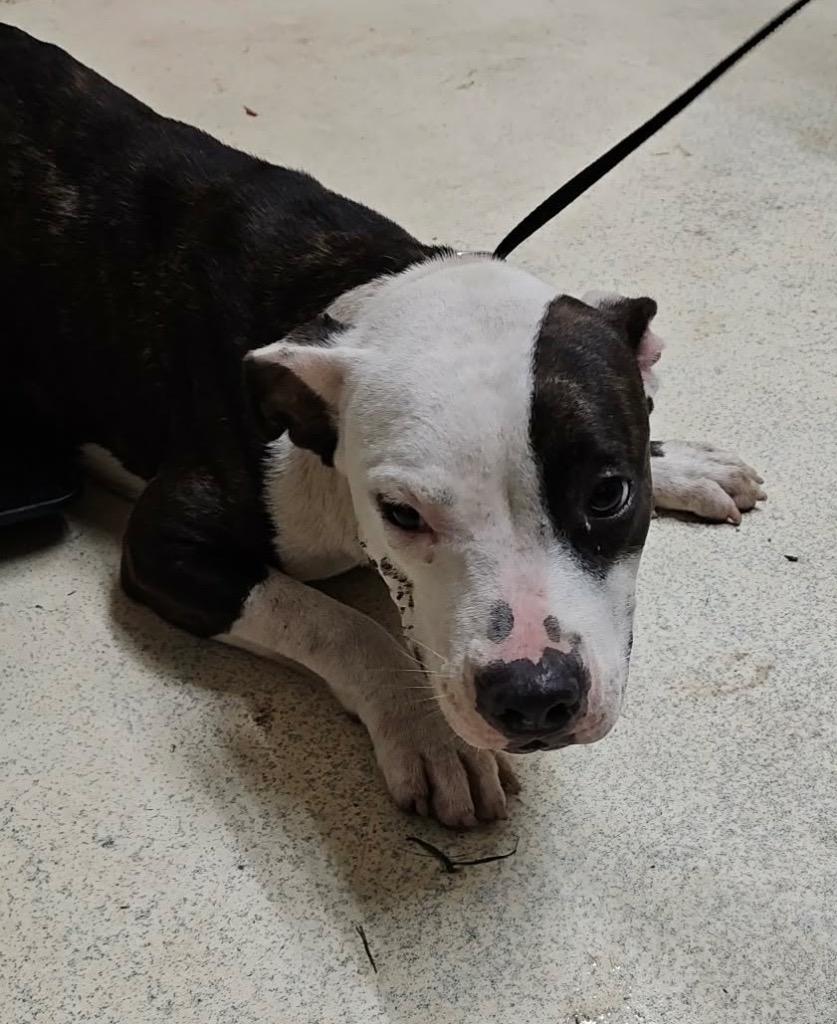 Enlarge Sheena, a Adoptable mixed breed in Albany, GA image 6/6