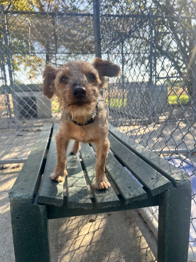 Oliver, Adoptable, Senior Male Yorkshire Terrier.