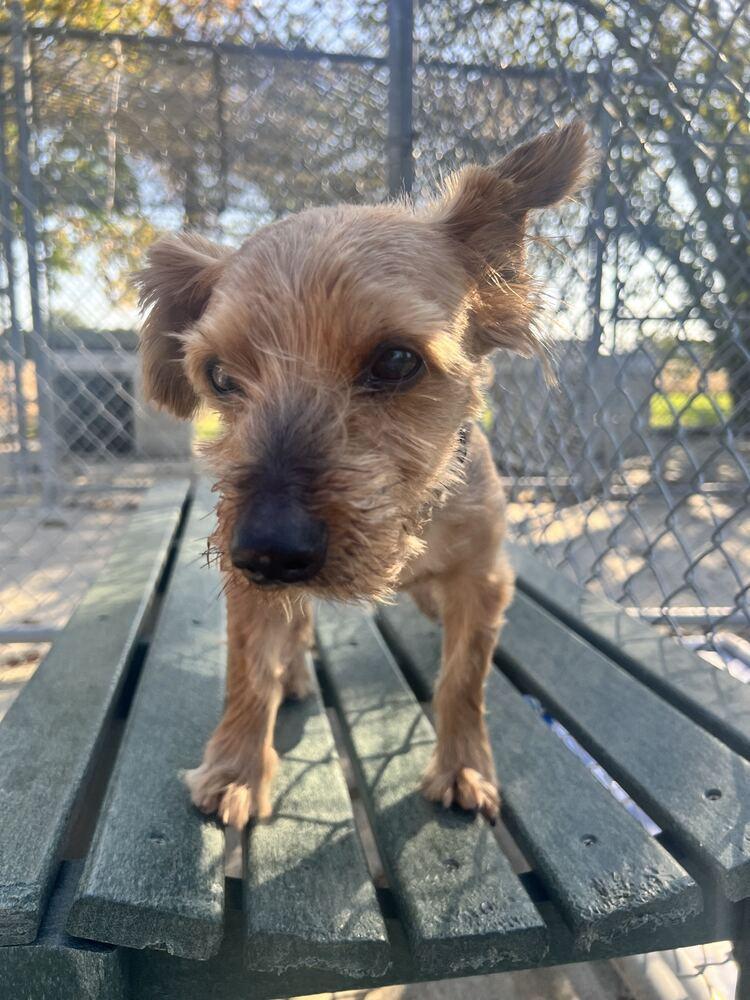 Enlarge Oliver, a Adoptable mixed breed in Bowling Green, OH image 3/3