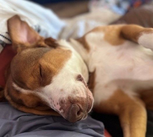 Louie photo 1