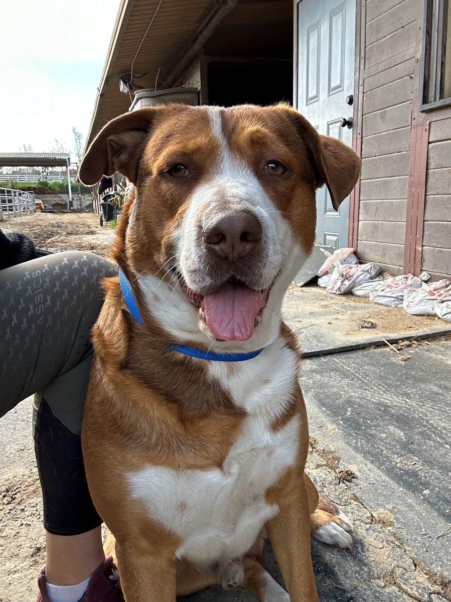 Louie photo 4