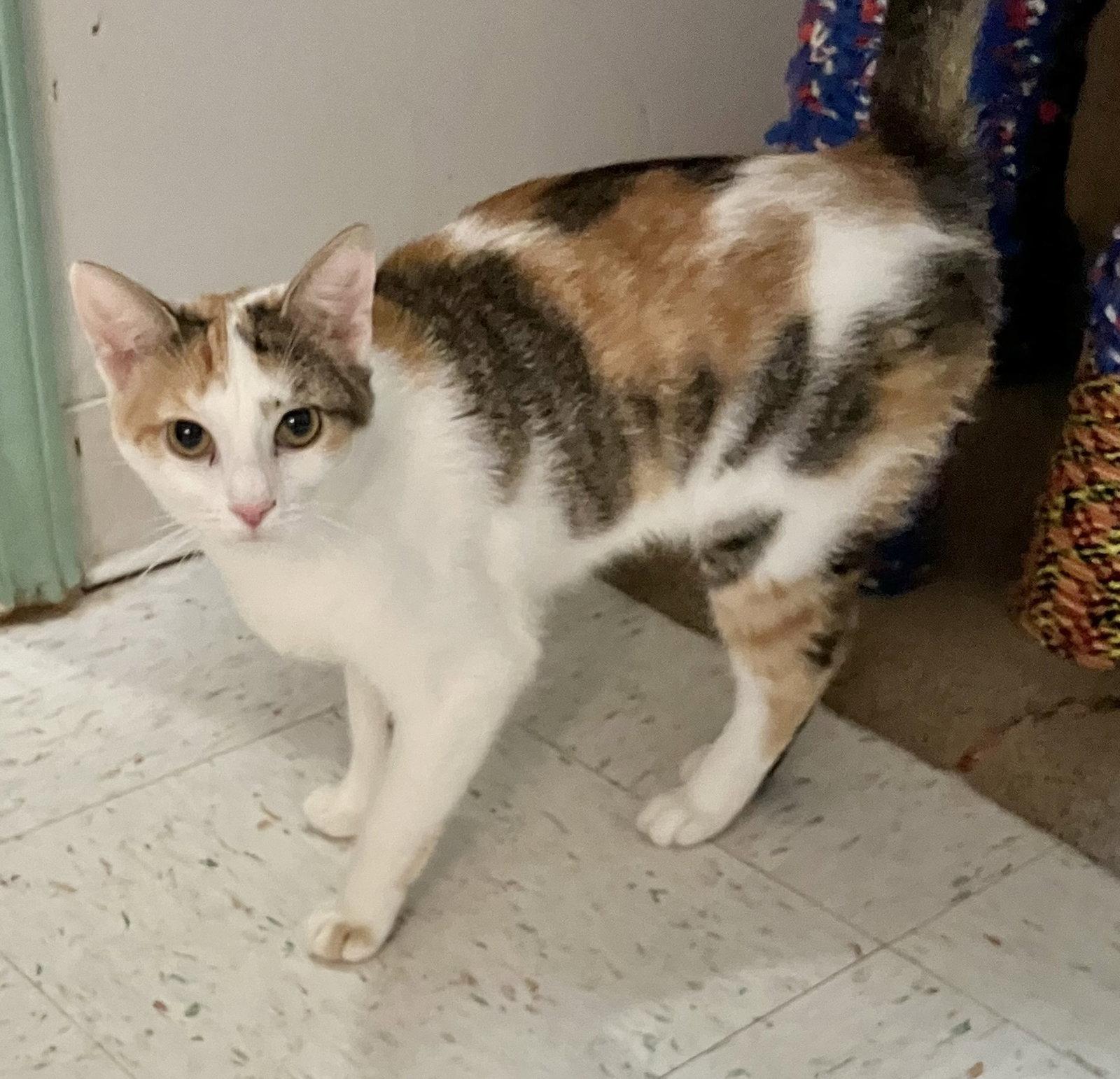 Rosie Sue, Adopted, Adult Female Calico & Tabby.