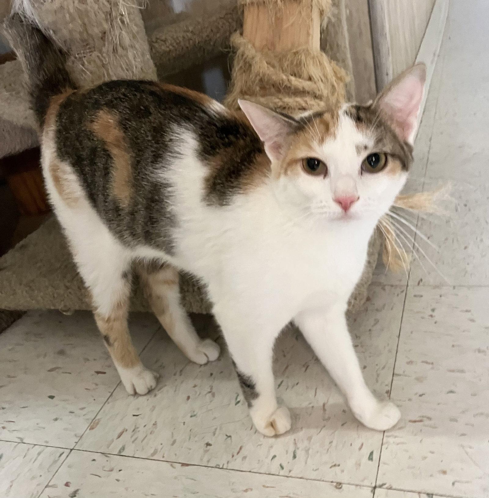 Rosie Sue, a Adopted mixed breed in Dublin, OH image 2/3