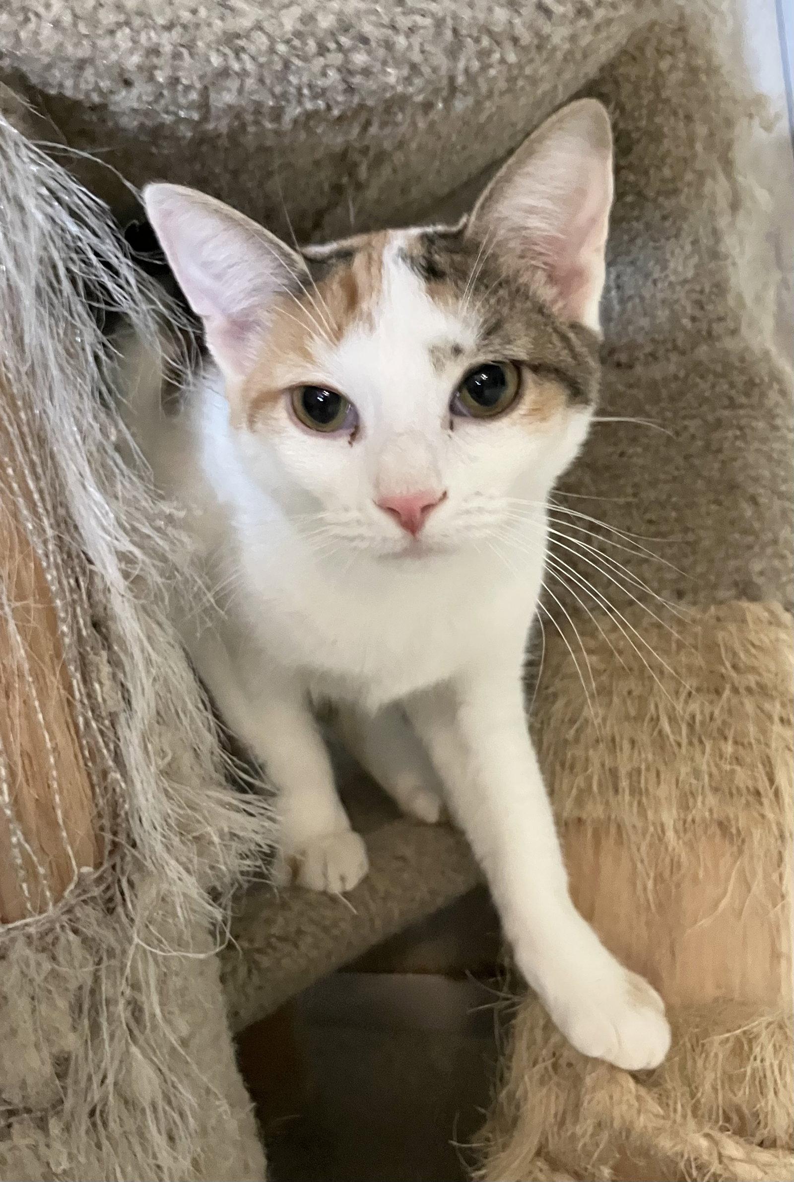 Rosie Sue, a Adopted mixed breed in Dublin, OH image 3/3