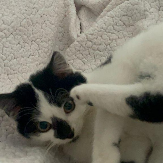 Rebecca, ADOPTABLE, Kitten Female Domestic Short Hair.