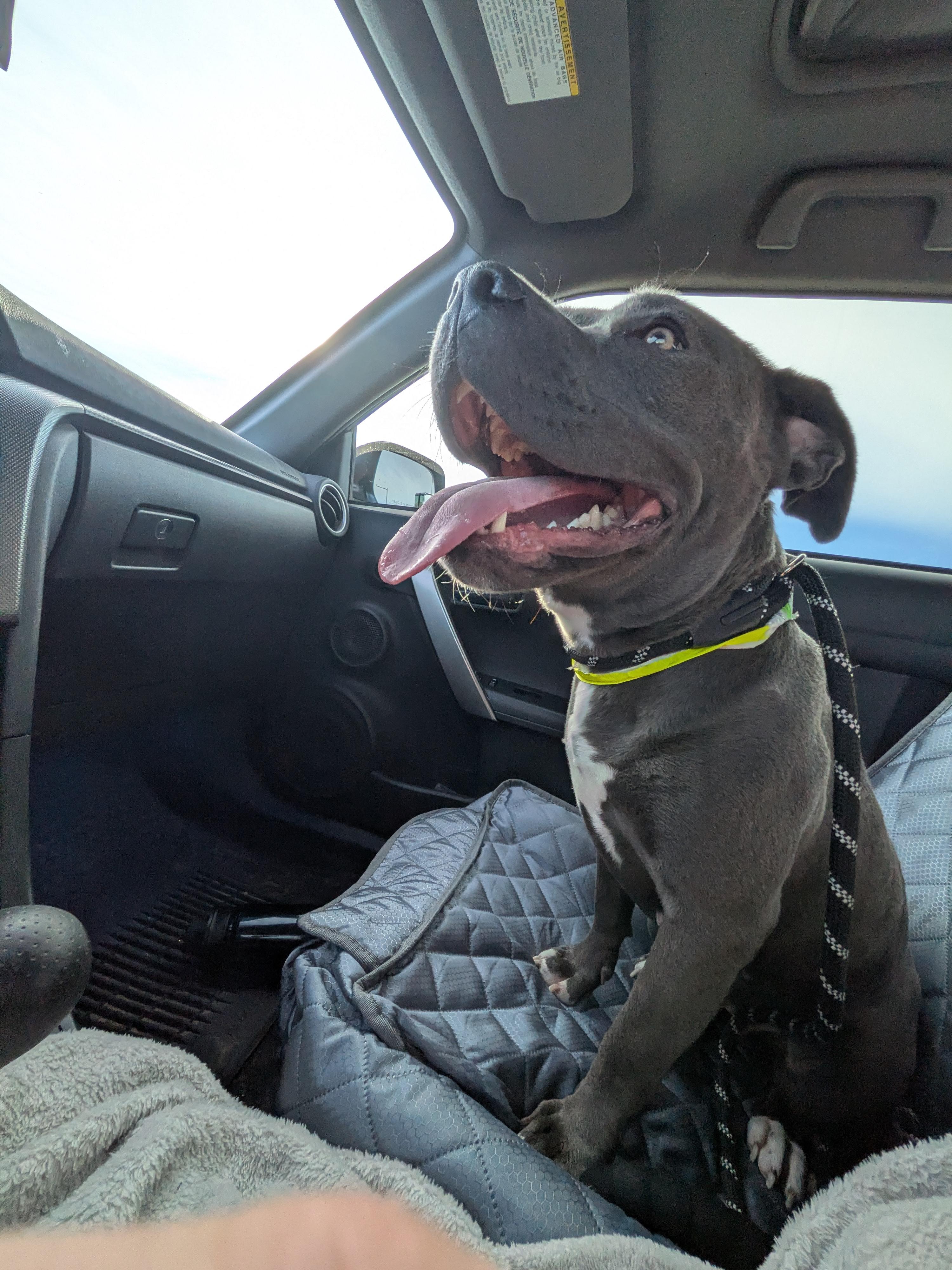 Enlarge Seline, a Adoptable American Staffordshire Terrier in Elizabeth, CO image 1/6