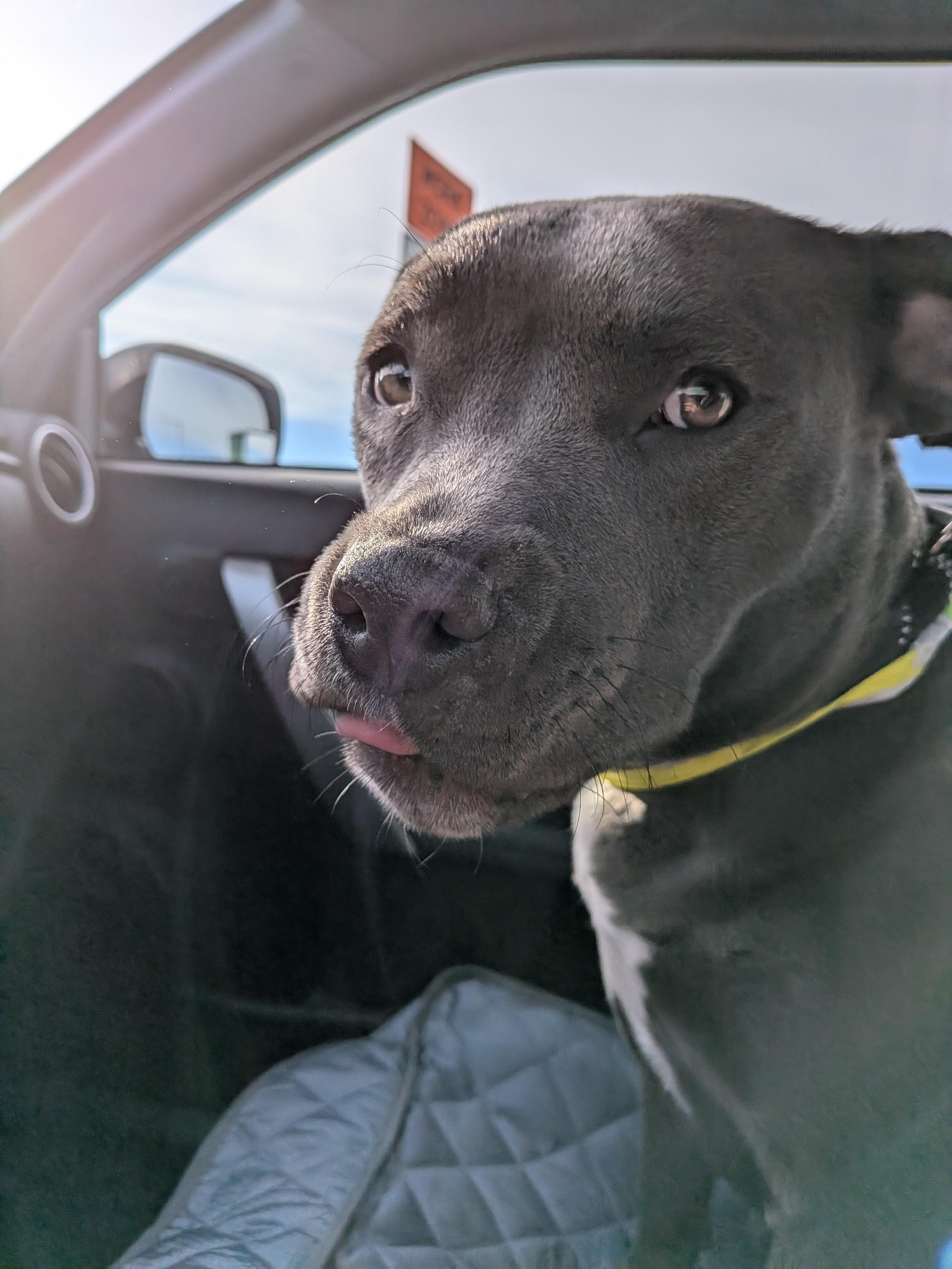 Enlarge Seline, a Adoptable American Staffordshire Terrier in Elizabeth, CO image 2/6