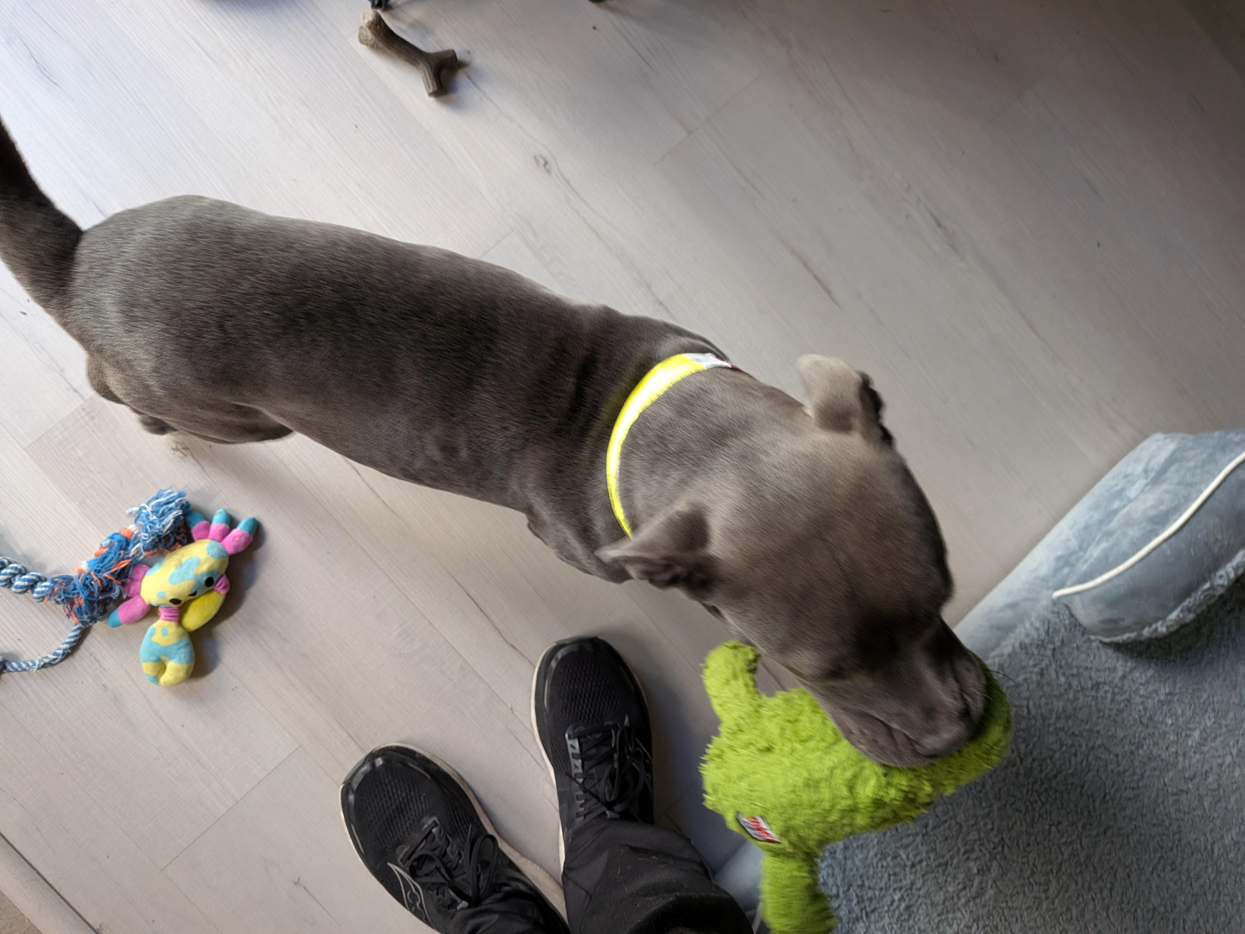 Enlarge Seline, a Adoptable American Staffordshire Terrier in Elizabeth, CO image 3/6