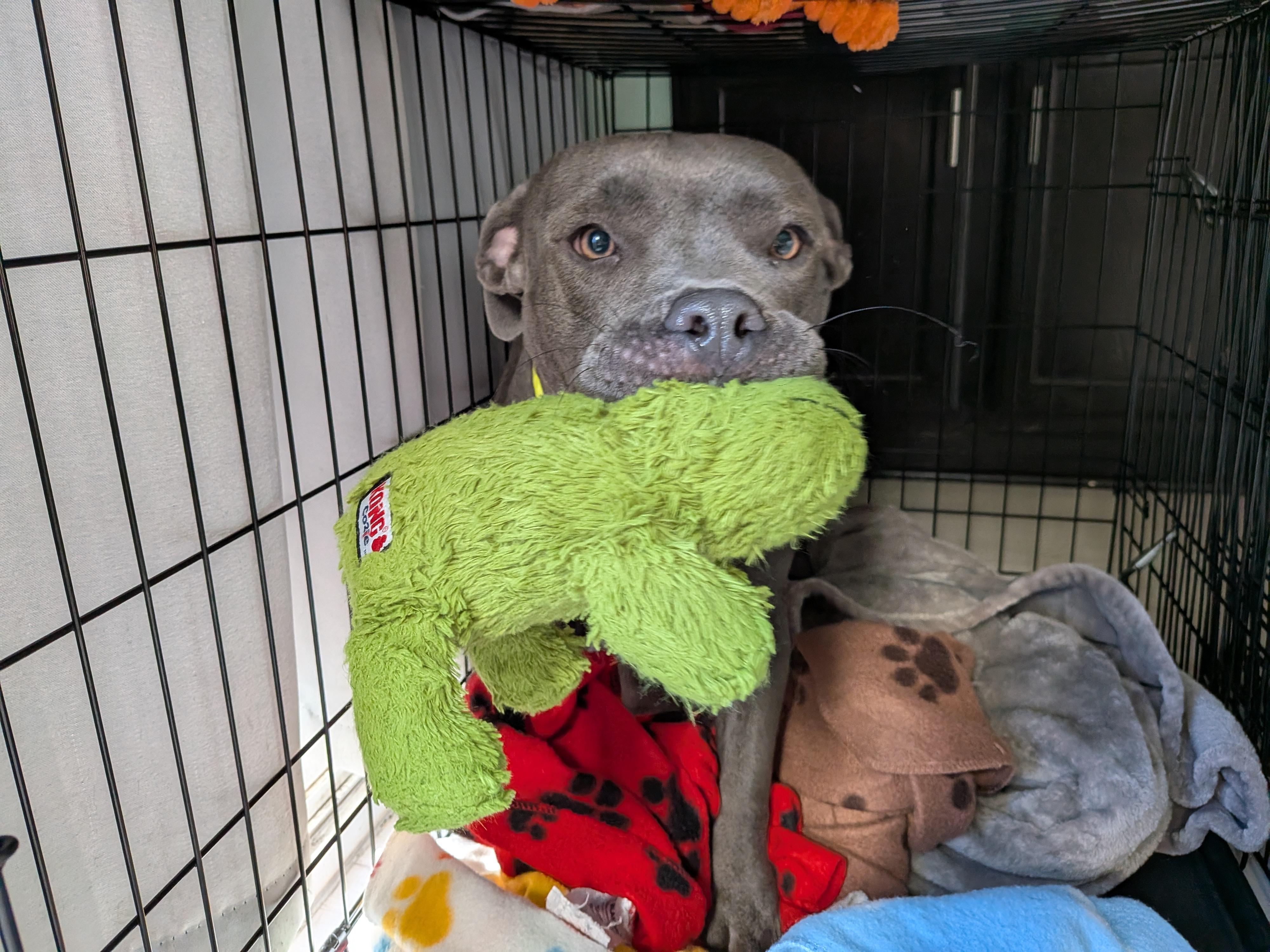 Enlarge Seline, a Adoptable American Staffordshire Terrier in Elizabeth, CO image 4/6