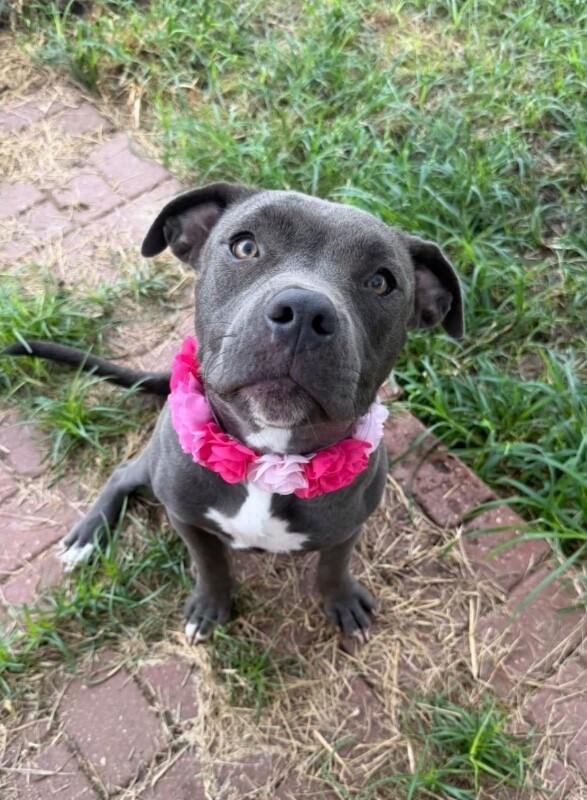 Enlarge Seline, a Adoptable American Staffordshire Terrier in Elizabeth, CO image 5/6