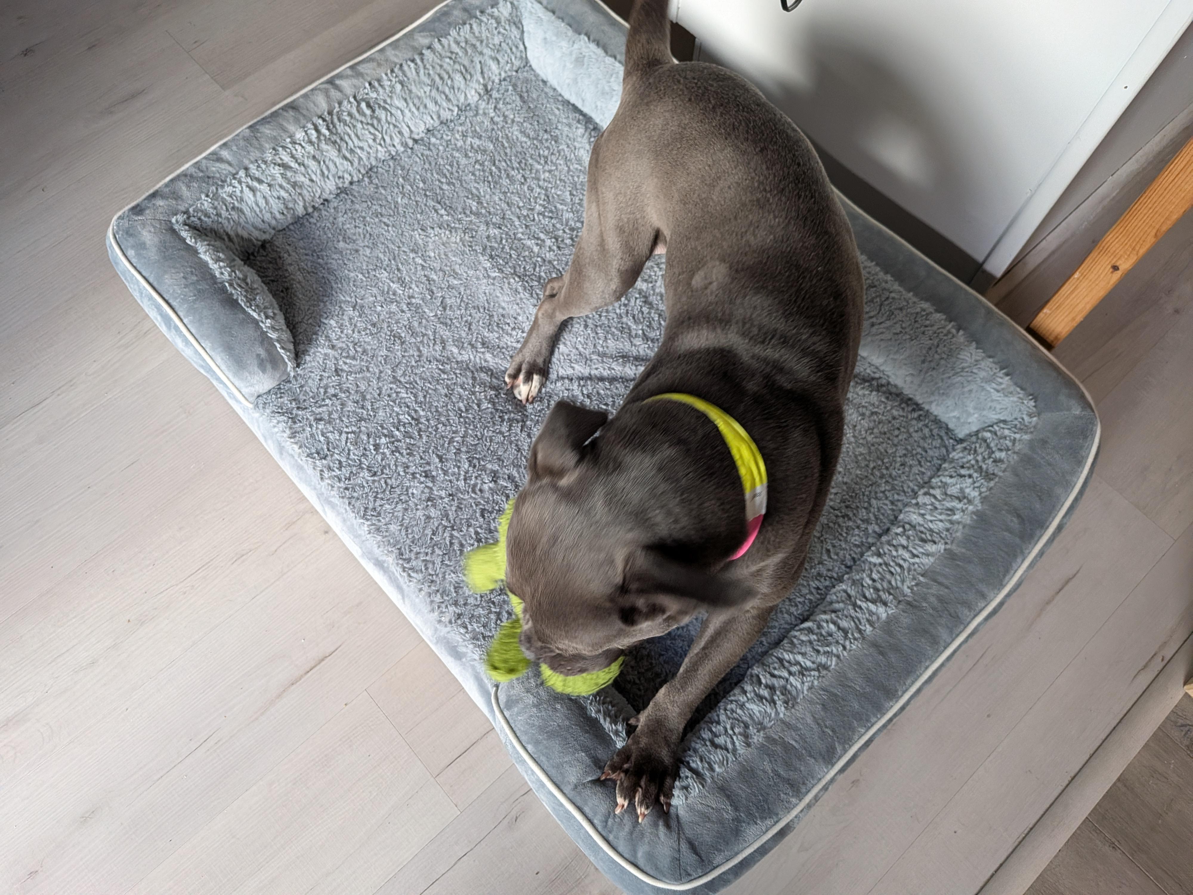 Enlarge Seline, a Adoptable American Staffordshire Terrier in Elizabeth, CO image 6/6