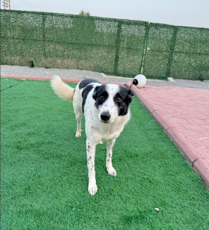 Enlarge Pickles - Foster Needed, an adoptable mixed breed in Huntingtown, MD image 2/3