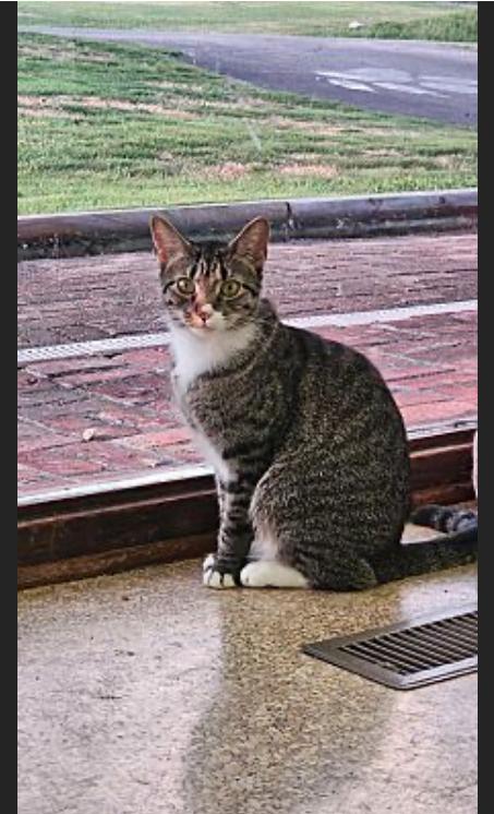 Enlarge Tiny, a Adoptable mixed breed in Pinson, AL image 2/4