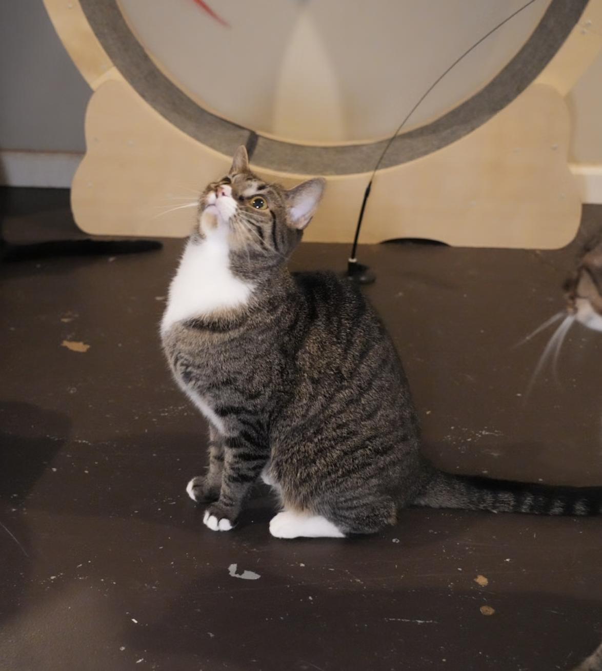 Enlarge Tiny, a Adoptable mixed breed in Pinson, AL image 4/4