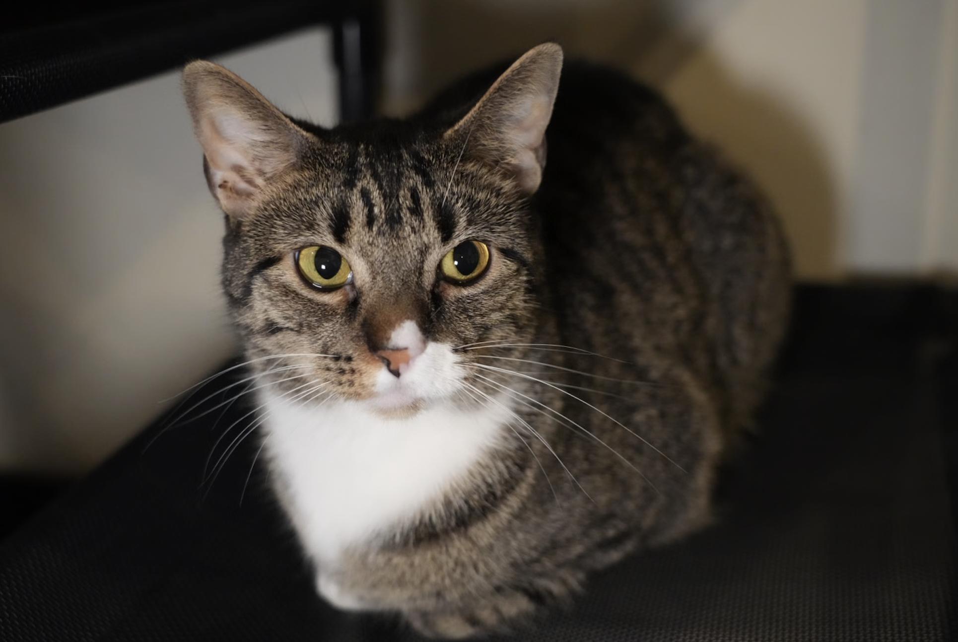 Enlarge Tiny, a Adoptable mixed breed in Pinson, AL image 3/3