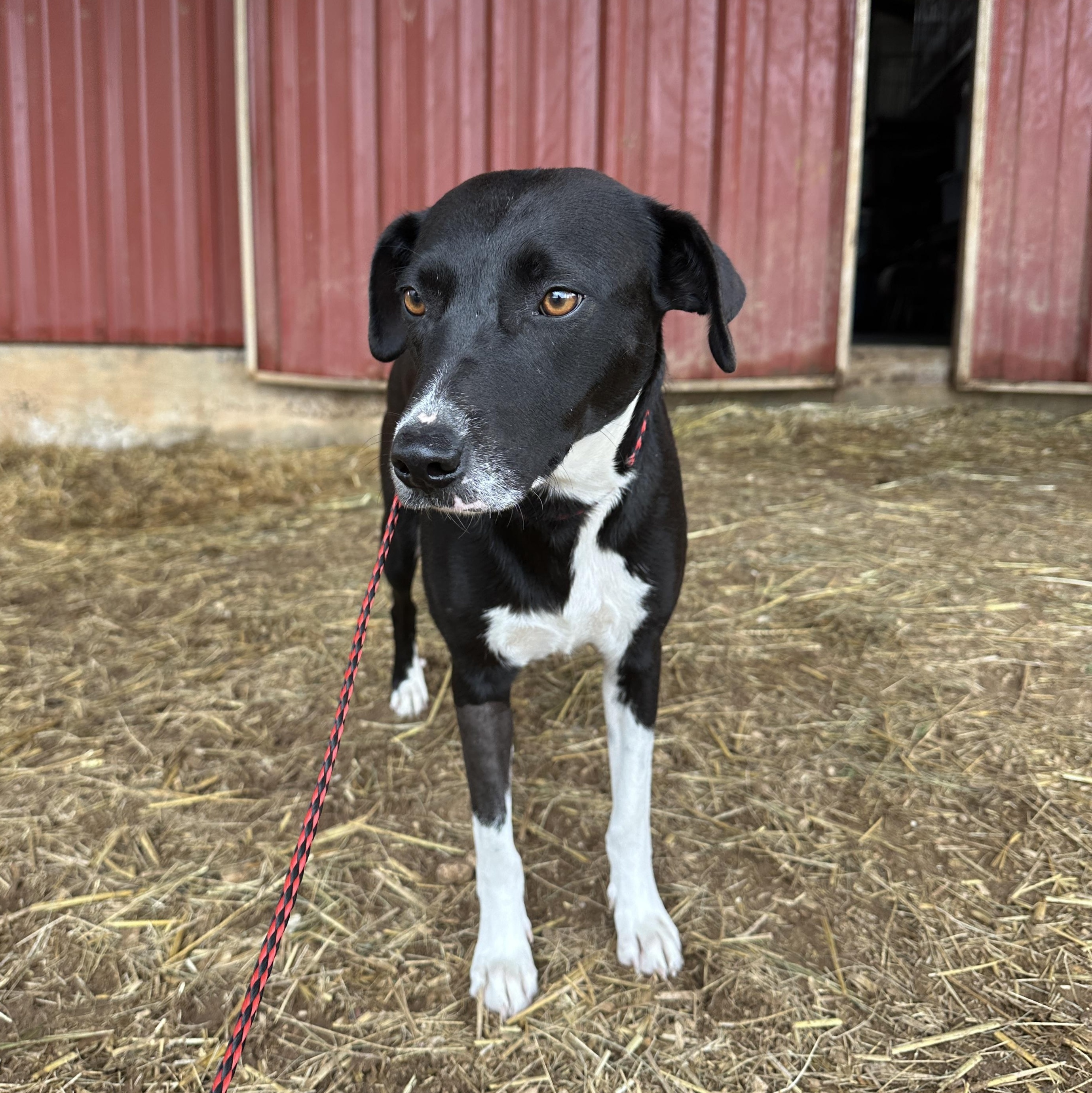 Sweet Potato, a Adoptable mixed breed in Seguin, TX image 1/5