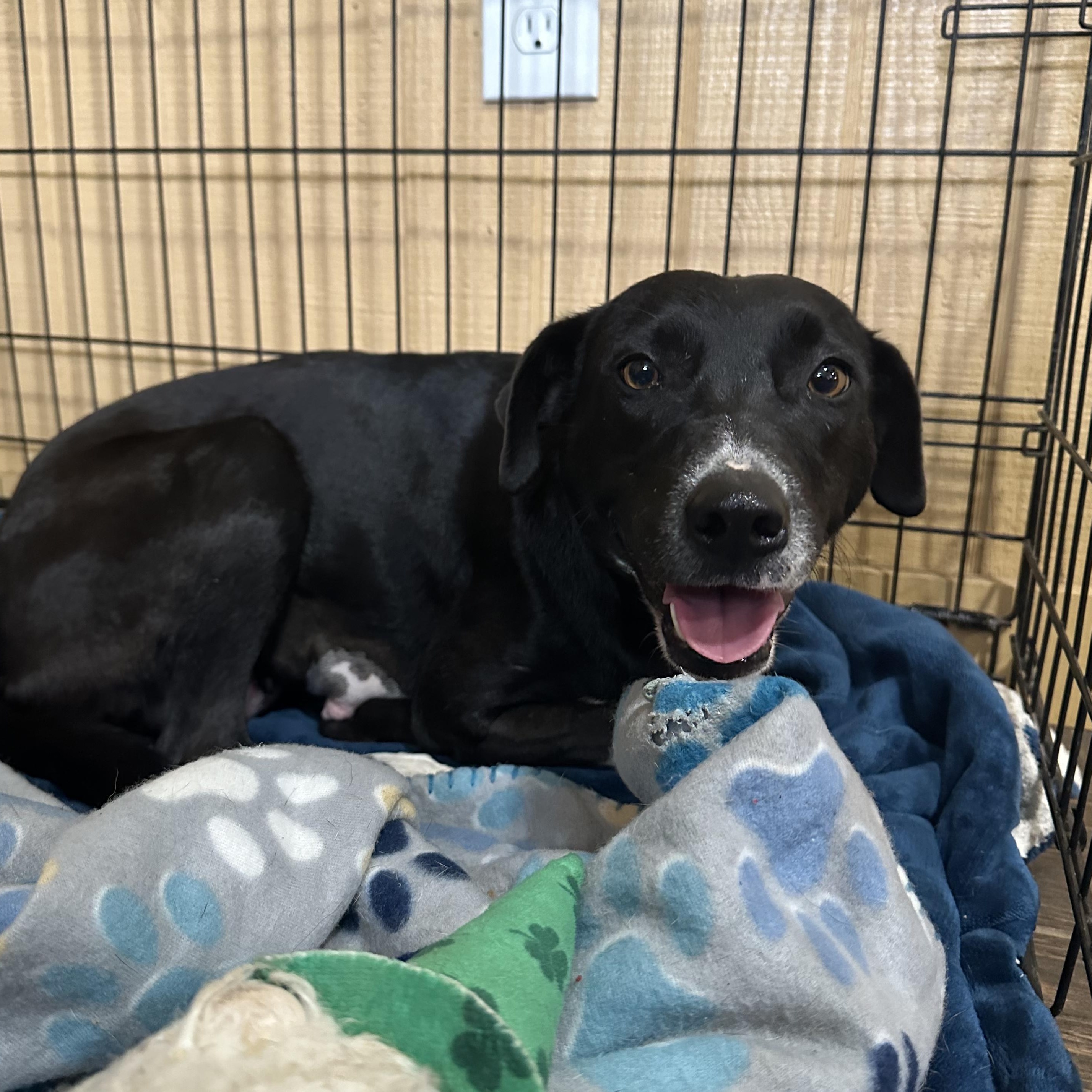 Sweet Potato, a Adoptable mixed breed in Seguin, TX image 3/5