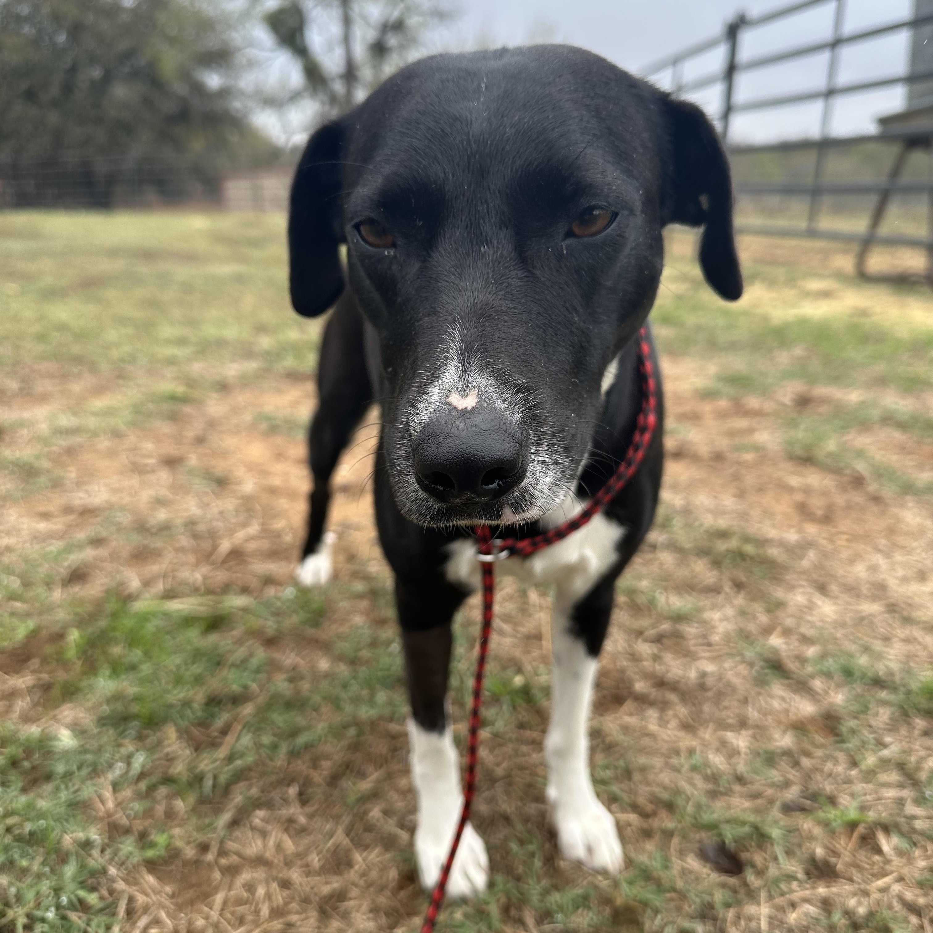Sweet Potato, a Adoptable mixed breed in Seguin, TX image 5/5