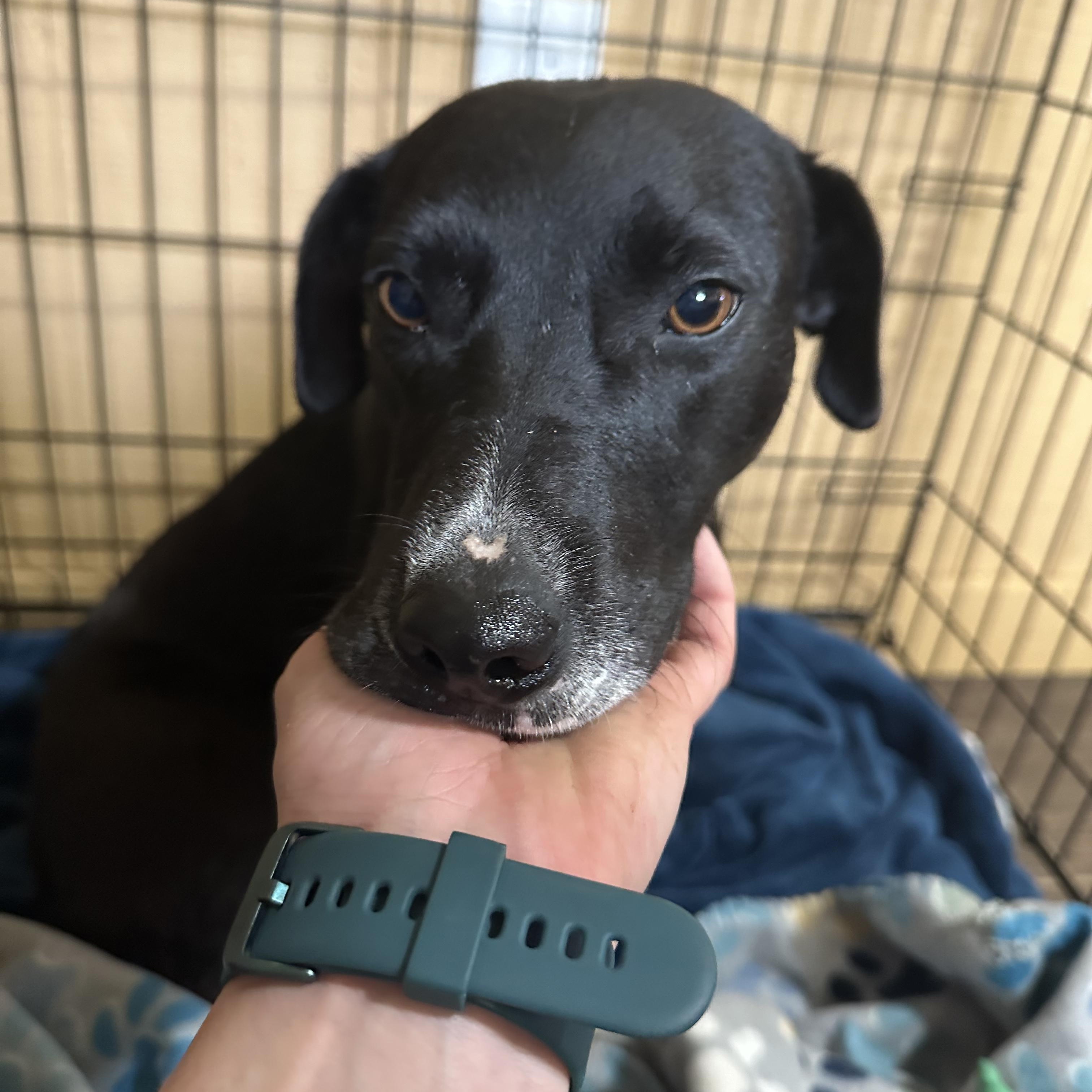 Sweet Potato, a Adoptable mixed breed in Seguin, TX image 2/5