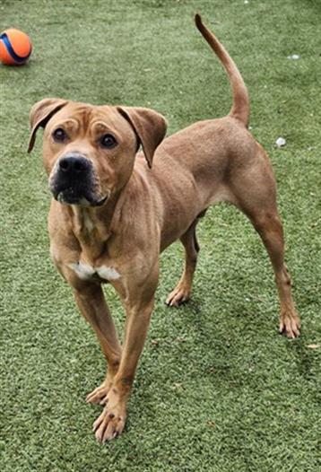 THORNE, Adoptable, Adult Male Labrador Retriever & Black Mouth Cur.