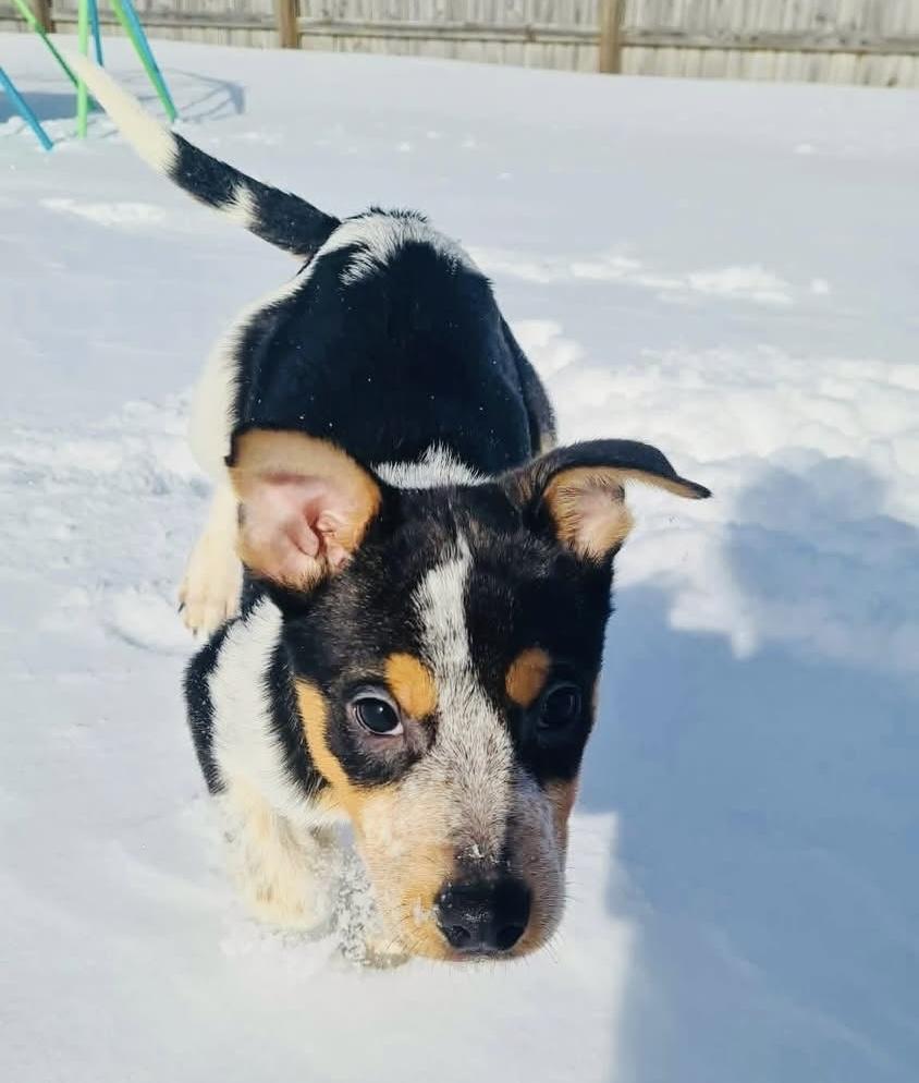 Bear , an adopted mixed breed in Moyock, NC image 4/5