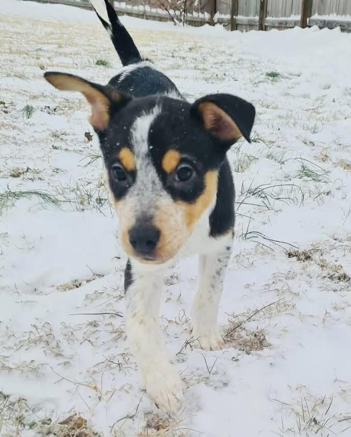 Bear , an adopted mixed breed in Moyock, NC image 2/5