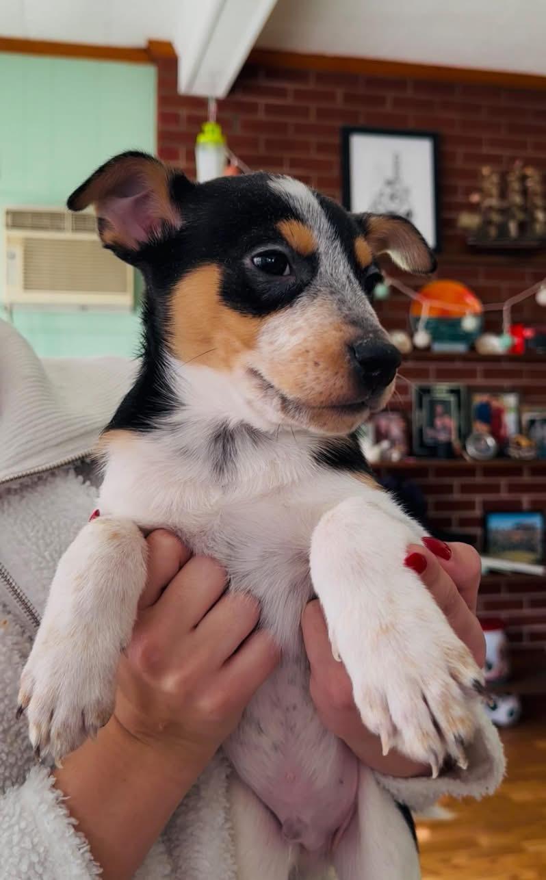 Bear , adopted, Puppy Male Australian Cattle Dog / Blue Heeler & Border Collie.