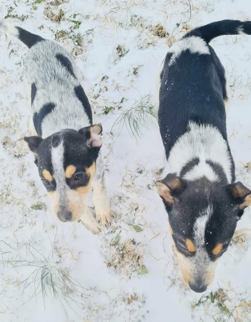 Bear , an adopted mixed breed in Moyock, NC image 3/5
