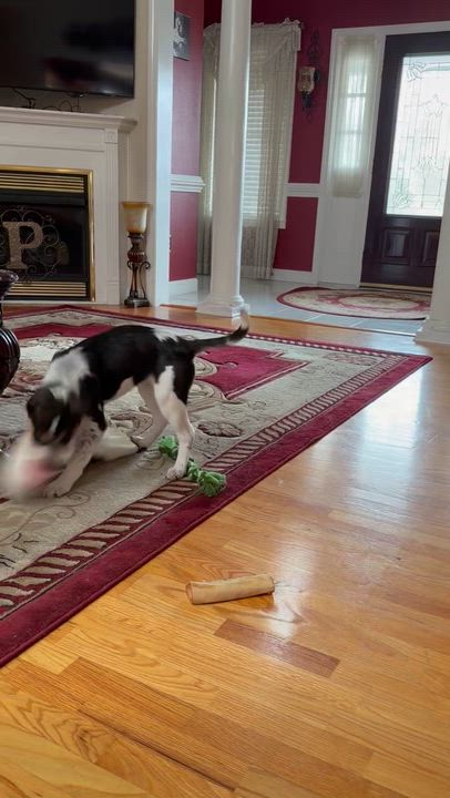 Enlarge Bear , an adopted mixed breed in Moyock, NC video 5/5