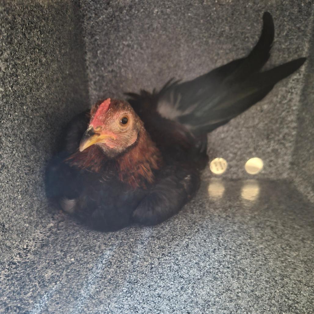 Enlarge Chico, a Adoptable Chicken in Pasadena, CA image 2/2