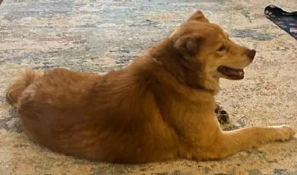 Enlarge Bear (Gentle Family Companion), an adopted mixed breed in Newfoundland, PA image 4/4