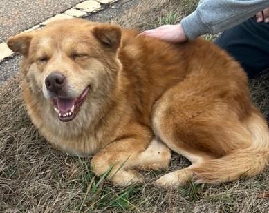 Enlarge Bear (Gentle Family Companion), an adopted mixed breed in Newfoundland, PA image 3/4