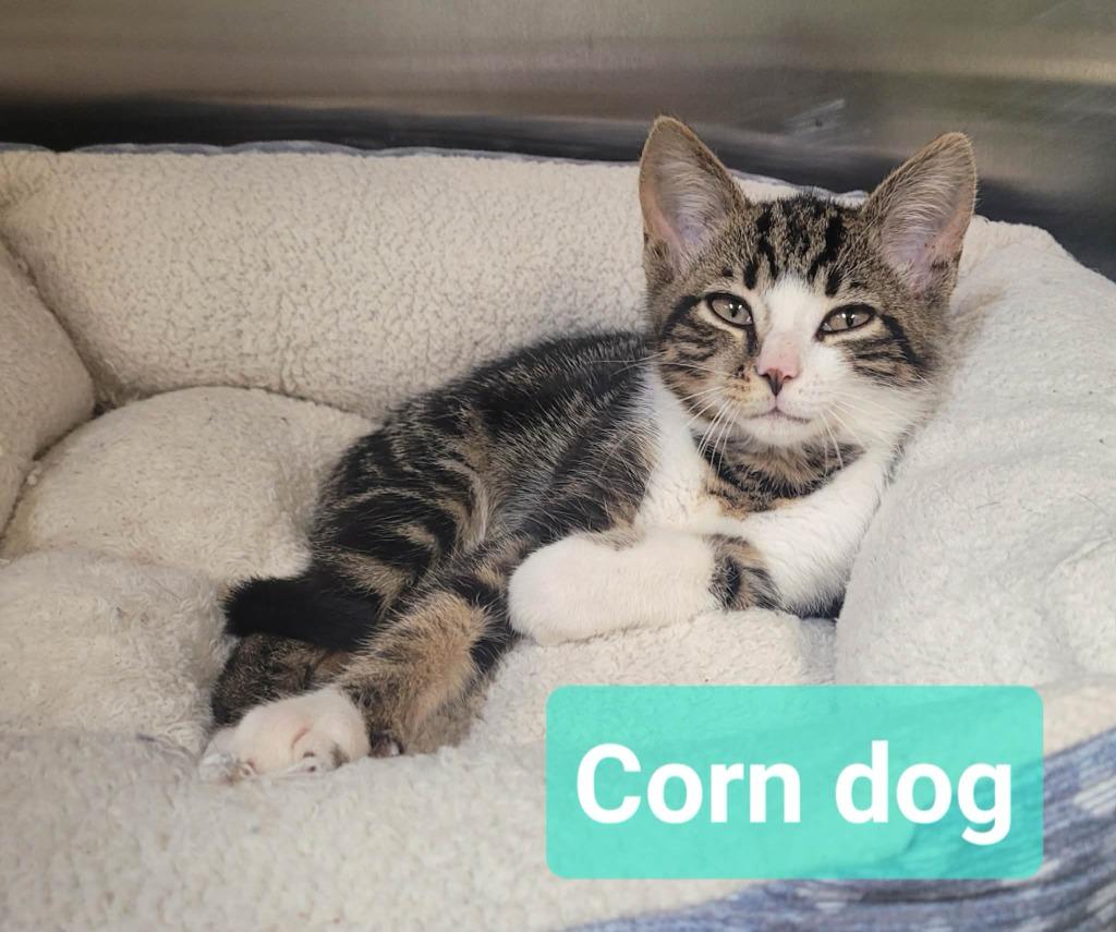 Enlarge Corn dog, a Adoptable mixed breed in Richmond, IN image 1/3