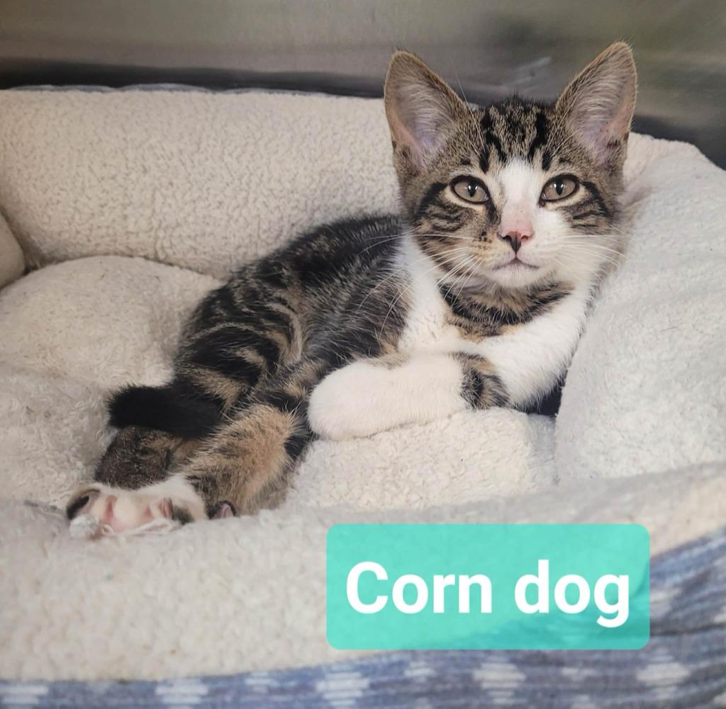 Enlarge Corn dog, a Adoptable mixed breed in Richmond, IN image 2/3