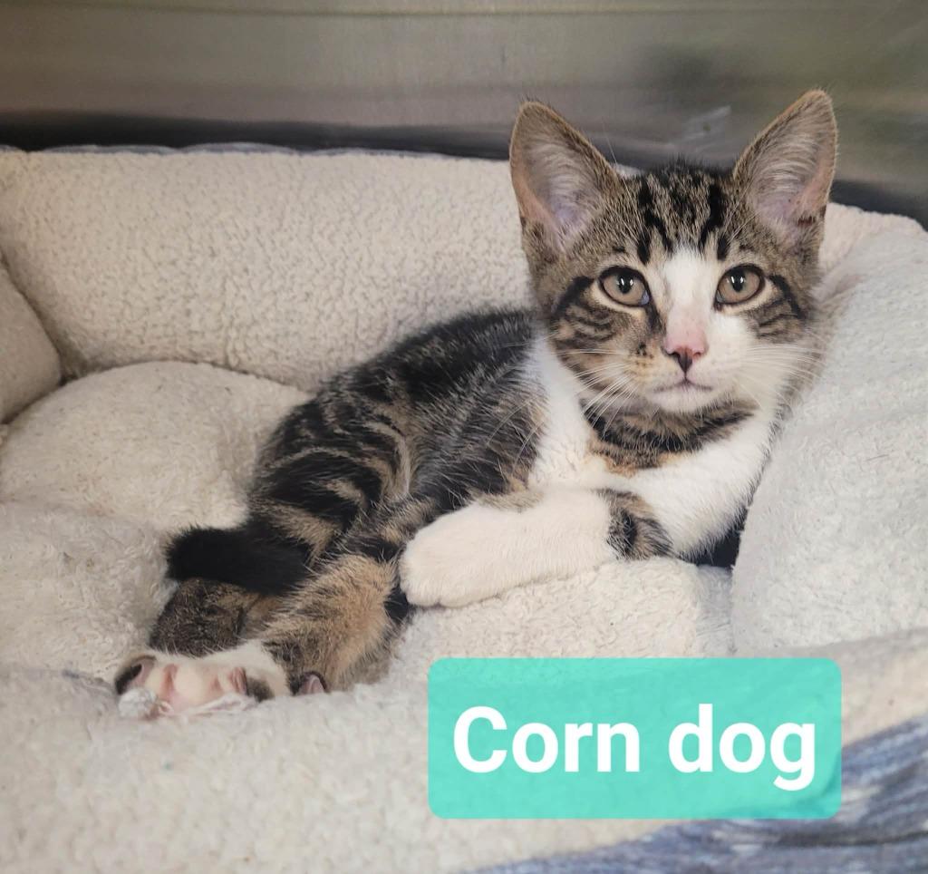 Enlarge Corn dog, a Adoptable mixed breed in Richmond, IN image 3/3