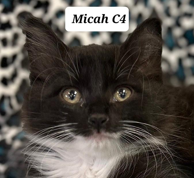 Micah, adopted, Kitten Male Domestic Long Hair.